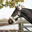 Kentucky Sheepskin Shipping Headcollar Natural